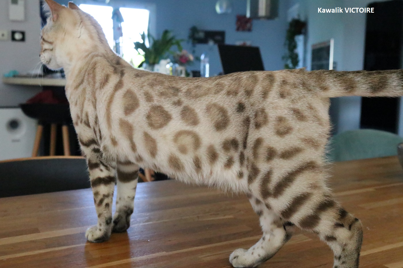 bengal snow